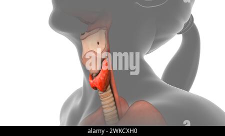 La thyroïde dans le corps humain Banque D'Images