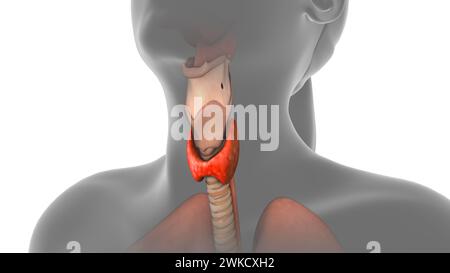 La thyroïde dans le corps humain Banque D'Images