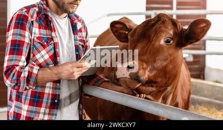 Fermier éleveur de vaches debout à côté d'une vache et utilisant une tablette numérique à l'intérieur de l'étable dans le bétail. Banque D'Images