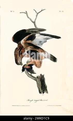 Buzzard à pattes rugueuses (Buteo lagopus, également connu sous le nom de buzzard à pattes rugueuses). Créé par J.J. Audubon : Birds of America, Philadelphie, 1840 Banque D'Images