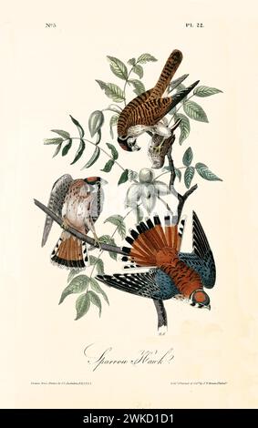 Ancienne illustration gravée de faucon de moineau (Falco sparverius, également connu sous le nom de crécerelle américaine). Par J.J. Audubon : Birds of America, Philadelphie, 1840 Banque D'Images