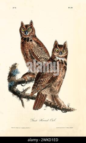 Ancienne illustration gravée du grand hibou à cornes (Bubo virginianus). Créé par J.J. Audubon : Birds of America, Philadelphie, 1840 Banque D'Images