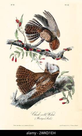 Ancienne illustration gravée de la veuve de Chuck-Will (Antrostomus carolinensis). Créé par J.J. Audubon : Birds of America, Philadelphie, 1840 Banque D'Images