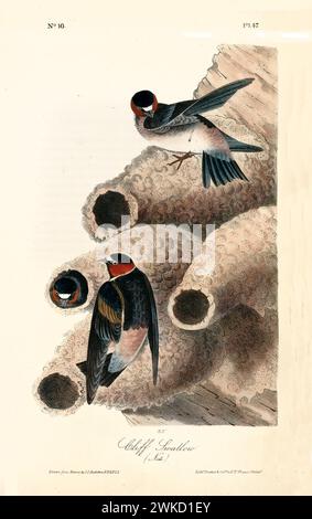 Illustration ancienne gravée de l'hirondelle des falaises (Petrochelidon pyrrhonota). Créé par J.J. Audubon : Birds of America, Philadelphie, 1840 Banque D'Images