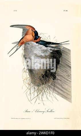 Hirondelle de grange ou de cheminée (Cecropis semirufa ; également connue sous le nom d'hirondelle à poitrine rouge). Créé par J.J. Audubon : Birds of America, Philadelphie, 1840 Banque D'Images