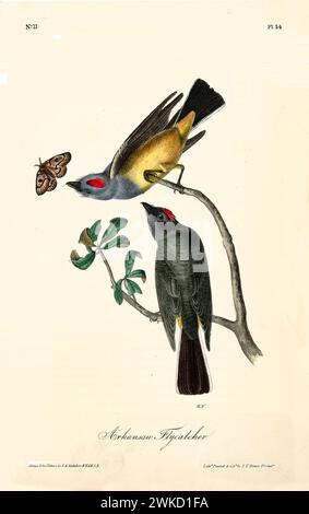 Le mouche de l'Arkansas (Tyrannus verticalis ; également connu sous le nom de oiseau royal de l'Ouest). Créé par J.J. Audubon : Birds of America, Philadelphie, 1840 Banque D'Images