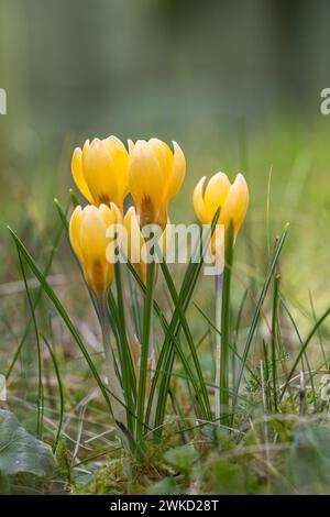 Fleurs de crocus jaune - Crocus tommasinianus. Belles premières fleurs sur un pré Banque D'Images