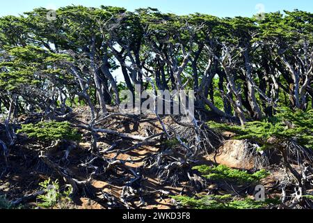 Le Ñirre ou hêtre antarctique (Nothofagus antarctica) est un arbre à feuilles caduques originaire du sud du Chili et de l'Argentine. Cette photo a été prise à Magallanes Nation Banque D'Images