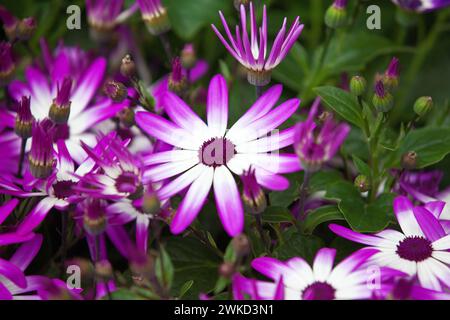 Pericallis Senetti 'Magenta Bicolor' par vente aux enchères de fleurs Plantion dans Ede Holland.vvbvanbree fotografie. Banque D'Images