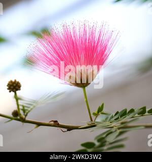 Albizia julibrissin Rosea Mimosoideae.Ede Holland. vbvanbree fotografie Banque D'Images