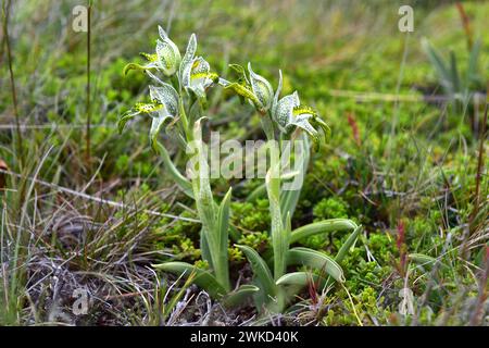 L'orchidée en porcelaine (Chloraea magellanica ou Asarca magellanica) est une plante vivace originaire des Andes méridionales d'Argentine et du Chili. Cette photo était ta Banque D'Images