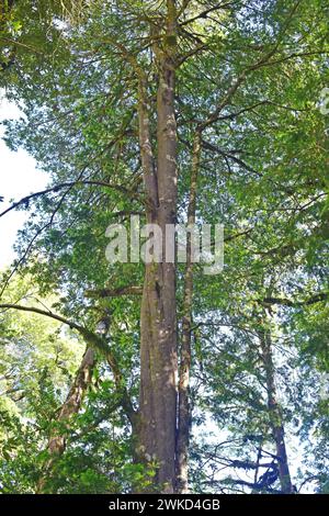 Mañio hembra, lleuque ou if Prince Albert (Saxegothaea conspicua) est un arbre à feuilles persistantes originaire des régions tempérées du Chili et de l'Argentine. Cette photo Banque D'Images