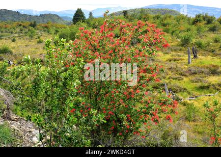 Notro ou firetree chilien (Embothrium coccineum) est un petit arbre à feuilles persistantes originaire des régions tempérées du Chili et de l'Argentine. Cette photo a été prise en Banque D'Images