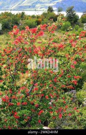 Notro ou firetree chilien (Embothrium coccineum) est un petit arbre à feuilles persistantes originaire des régions tempérées du Chili et de l'Argentine. Cette photo a été prise en Banque D'Images