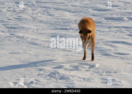 Renard roux Hokkaido creusant dans la neige hivernale pendant la chasse Banque D'Images