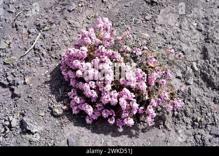 Le verveine sauvage ou mamapasankayo (Glandularia gynobasis) est un sous-arbuste originaire du Chili. Cette photo a été prise près de Putre, région d'Arica Parinacota, Chili. Banque D'Images