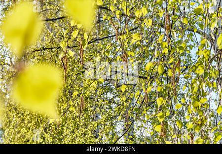 Jeunes feuilles fraîches et chatons sur des branches de bouleau, illuminées par le soleil. Fond floral de printemps. Mise au point sélective Banque D'Images