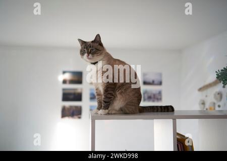 Un chat siamois / thaïlandais assis sur une étagère blanche divise la pièce en deux parties, séparant la zone de travail du lit Banque D'Images