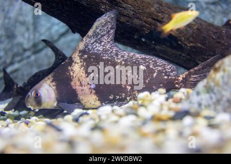 Le requin bagué chinois (Myxocyprinus asiaticus) est un poisson d'aquarium d'eau douce populaire. Il a considérablement diminué en raison de la pollution, des barrages, Banque D'Images