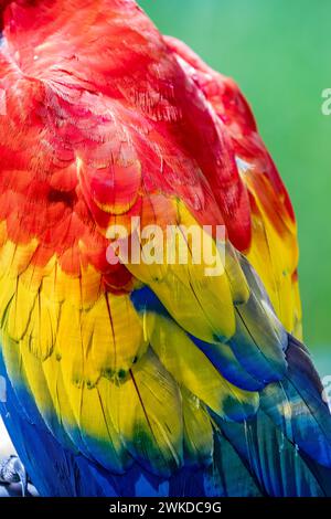 L'impage en gros plan de la plume d'aras écarlate (Ara macao). C'est un grand perroquet néotropical jaune, rouge et bleu originaire des forêts humides à feuilles persistantes Banque D'Images