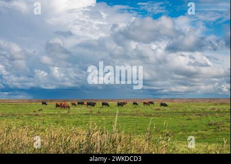 Rinder auf einer Weide hinter dem Deich an der Nordseeküste in Nordfriesland Spaziergänger auf dem Deich Banque D'Images