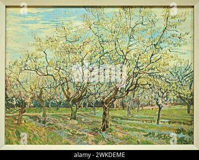 Le verger Blanc (1888) de Vincent van Gogh (1853-1890) Banque D'Images