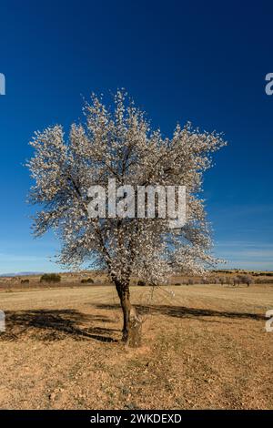 Un amandier unique mettant en valeur ses fleurs blanches dans un vaste champ sous un ciel bleu clair Banque D'Images