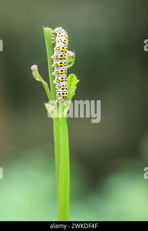 Une chenille Mullein mangeant une tige de plante, Angleterre, Royaume-Uni Banque D'Images