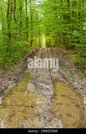 Flaques d'eau sur le chemin de terre dans la forêt, jour de printemps Banque D'Images