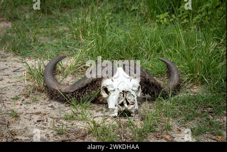 Le crâne et les cornes d'un buffle du cap mort dans le parc national de Nyerere (réserve de gibier de Selous) dans le sud de la Tanzanie. Banque D'Images