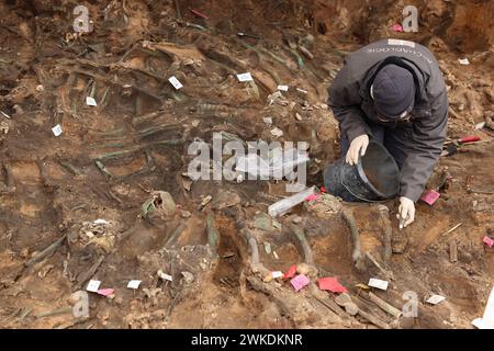 Nuremberg, Allemagne. 20 février 2024. Un archéologue découvre les restes humains dans l'une des plus grandes tombes de peste découvertes en Allemagne à ce jour. Les squelettes ont été découverts lors de travaux de construction sur le site d'une nouvelle maison de retraite. Crédit : Daniel Löb/dpa/Alamy Live News Banque D'Images