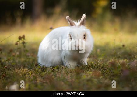 Vue de face Portrait de lapin blanc sur la pelouse. Joli petit lapin Lionhead sur une prairie d'herbe verte. Animal domestique à l'extérieur dans le jardin. Banque D'Images