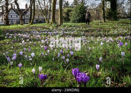 Worsley, Manchester, mardi 20 février 2024. Une récolte colorée de Crocus en pleine floraison sur Worsley Green alors que le beau soleil du début du printemps baigne le nord-ouest de l'Angleterre. Crédit : Paul Heyes/Alamy News Live. Banque D'Images