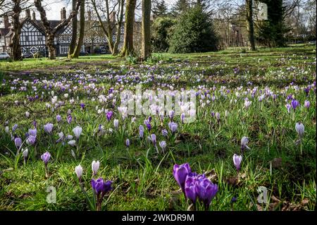 Worsley, Manchester, mardi 20 février 2024. Une récolte colorée de Crocus en pleine floraison sur Worsley Green alors que le beau soleil du début du printemps baigne le nord-ouest de l'Angleterre. Crédit : Paul Heyes/Alamy News Live. Banque D'Images