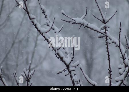 Srinagar, Inde. 20 février 2024. Les hauts sommets et les plaines de la vallée du Cachemire ont massé beaucoup de neige. Le météorologue a prévu plus de précipitations dans les prochaines 24 heures au Jammu-et-Cachemire et une amélioration de la météo par la suite. (Photo de Firdous Parray/Pacific Press) crédit : Pacific Press Media production Corp./Alamy Live News Banque D'Images