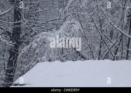 Srinagar, Inde. 20 février 2024. Les hauts sommets et les plaines de la vallée du Cachemire ont massé beaucoup de neige. Le météorologue a prévu plus de précipitations dans les prochaines 24 heures au Jammu-et-Cachemire et une amélioration de la météo par la suite. (Photo de Firdous Parray/Pacific Press) crédit : Pacific Press Media production Corp./Alamy Live News Banque D'Images