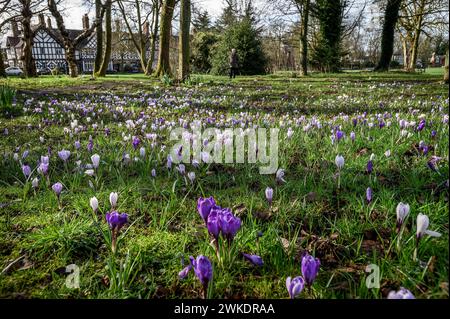 Worsley, Manchester, mardi 20 février 2024. Une récolte colorée de Crocus en pleine floraison sur Worsley Green alors que le beau soleil du début du printemps baigne le nord-ouest de l'Angleterre. Crédit : Paul Heyes/Alamy News Live. Banque D'Images