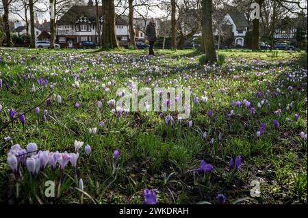 Worsley, Manchester, mardi 20 février 2024. Une récolte colorée de Crocus en pleine floraison sur Worsley Green alors que le beau soleil du début du printemps baigne le nord-ouest de l'Angleterre. Crédit : Paul Heyes/Alamy News Live. Banque D'Images