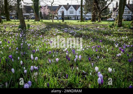 Worsley, Manchester, mardi 20 février 2024. Une récolte colorée de Crocus en pleine floraison sur Worsley Green alors que le beau soleil du début du printemps baigne le nord-ouest de l'Angleterre. Crédit : Paul Heyes/Alamy News Live. Banque D'Images