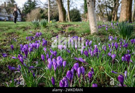 Worsley, Manchester, mardi 20 février 2024. Une récolte colorée de Crocus en pleine floraison sur Worsley Green alors que le beau soleil du début du printemps baigne le nord-ouest de l'Angleterre. Crédit : Paul Heyes/Alamy News Live. Banque D'Images