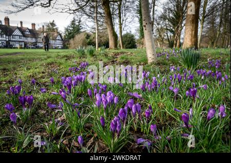 Worsley, Manchester, mardi 20 février 2024. Une récolte colorée de Crocus en pleine floraison sur Worsley Green alors que le beau soleil du début du printemps baigne le nord-ouest de l'Angleterre. Crédit : Paul Heyes/Alamy News Live. Banque D'Images