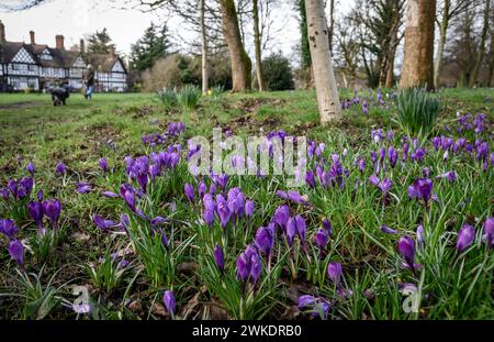 Worsley, Manchester, mardi 20 février 2024. Une récolte colorée de Crocus en pleine floraison sur Worsley Green alors que le beau soleil du début du printemps baigne le nord-ouest de l'Angleterre. Crédit : Paul Heyes/Alamy News Live. Banque D'Images