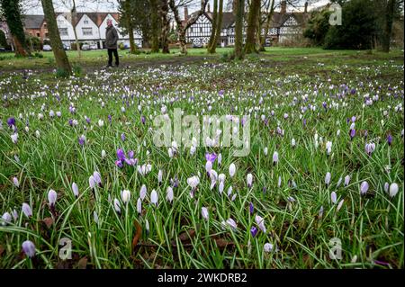 Worsley, Manchester, mardi 20 février 2024. Une récolte colorée de Crocus en pleine floraison sur Worsley Green alors que le beau soleil du début du printemps baigne le nord-ouest de l'Angleterre. Crédit : Paul Heyes/Alamy News Live. Banque D'Images