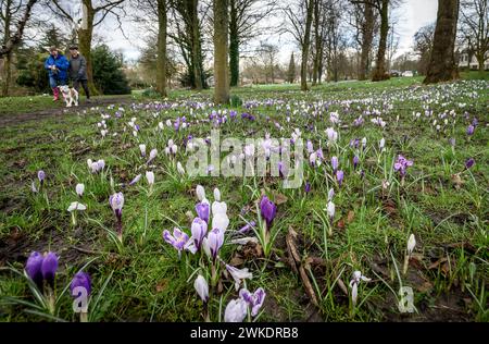 Worsley, Manchester, mardi 20 février 2024. Une récolte colorée de Crocus en pleine floraison sur Worsley Green alors que le beau soleil du début du printemps baigne le nord-ouest de l'Angleterre. Crédit : Paul Heyes/Alamy News Live. Banque D'Images