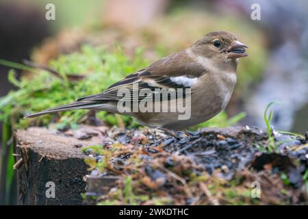 Beaux portraits rapprochés d'oiseaux passereaux au milieu de la nature dans le parc naturel de la Sierra de Andujar, en Andalousie, Espagne, Europe Banque D'Images