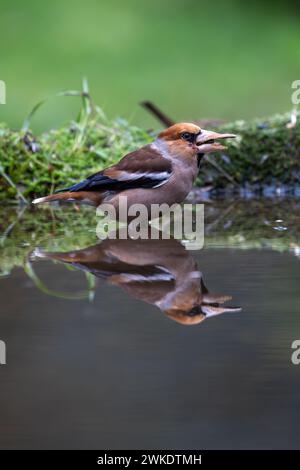 Beaux portraits rapprochés d'oiseaux passereaux au milieu de la nature dans le parc naturel de la Sierra de Andujar, en Andalousie, Espagne, Europe Banque D'Images