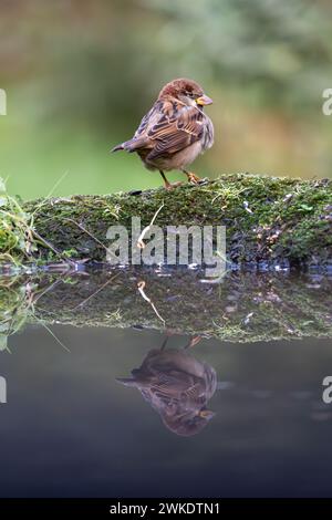 Beaux portraits rapprochés d'oiseaux passereaux au milieu de la nature dans le parc naturel de la Sierra de Andujar, en Andalousie, Espagne, Europe Banque D'Images