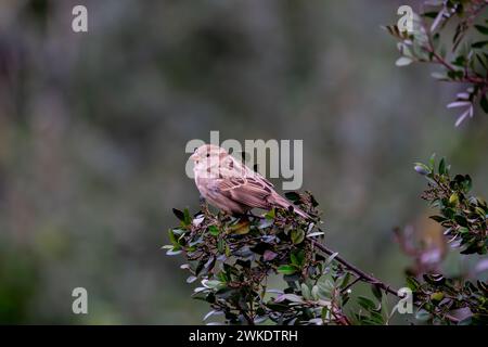 Beaux portraits rapprochés d'oiseaux passereaux au milieu de la nature dans le parc naturel de la Sierra de Andujar, en Andalousie, Espagne, Europe Banque D'Images