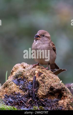 Beaux portraits rapprochés d'oiseaux passereaux au milieu de la nature dans le parc naturel de la Sierra de Andujar, en Andalousie, Espagne, Europe Banque D'Images