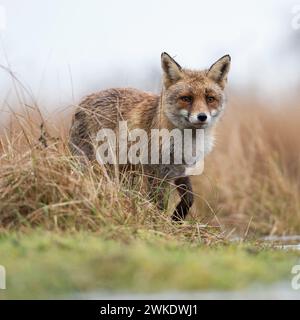 Renard rouge ( Vulpes vulpes ) au bord d'un plan d'eau, chasse dans les marais, regarde attentivement, point de vue bas impressionnant, faune, Europe. Banque D'Images